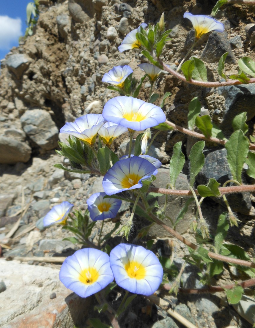 Convolvulus tricolor L. subsp. cupanianus / Vilucchio di Cupani